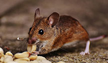 24 Hour & Emergency Exterminators in Reevesville, IL